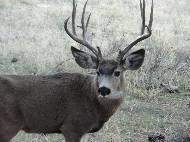 Deer Medicine from Heart of Deer comes Doowans Awareness