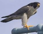 falcon 5