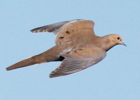 Mourning%20Dove,%20flying%20(CAspers,%202-09)a