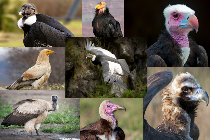 Vultures come in many flavors around the world, although some of them may soon be gone from this world if We do not change our ways.