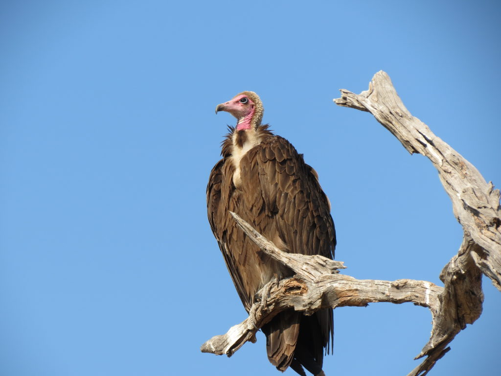 Vulture perched