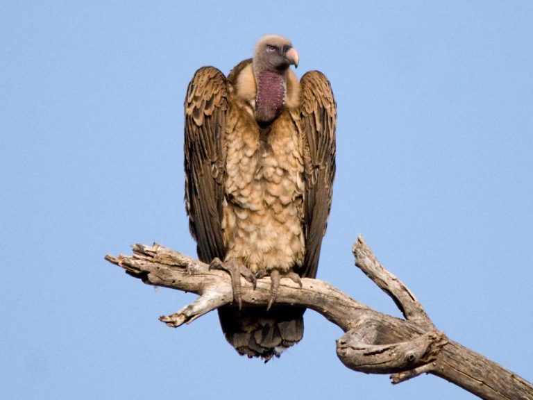 Vulture perched - Doowans Awareness